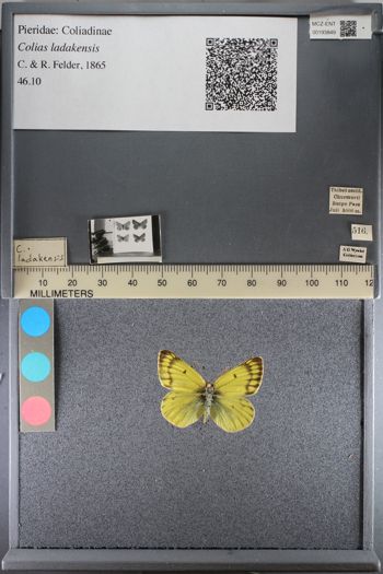 Media type: image;   Entomology 193849